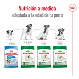 SHN MINI MATURE +8 - PRODUCTO ADAPTADO.png